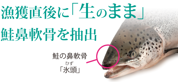 漁獲直後に「生のまま」 鮭鼻軟骨（氷頭）を抽出