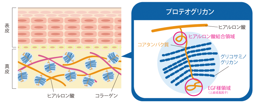 図：プロテオグリカンは、お肌の奥深くにある真皮に存在